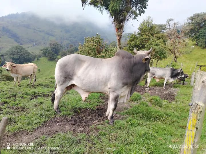 Ganado en producción